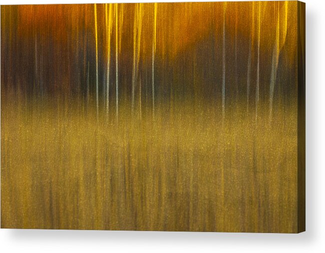 Abstract Acrylic Print featuring the photograph Birch At The Edge Of The Field 2015 by Thomas Young
