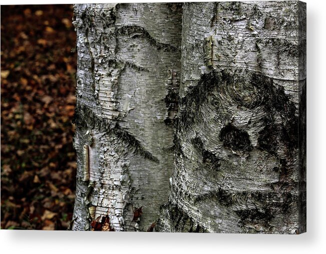  Acrylic Print featuring the photograph Birch by Kenneth Campbell