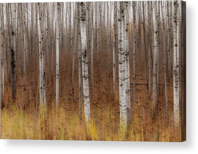 Trees Acrylic Print featuring the photograph Birch Trees Abstract #2 by Patti Deters