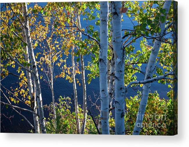 Trees Acrylic Print featuring the photograph Birches on lake shore by Elena Elisseeva