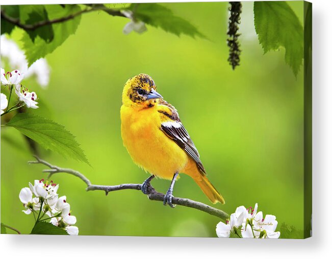 Bird Acrylic Print featuring the photograph Bird and Blooms - Baltimore Oriole by Christina Rollo