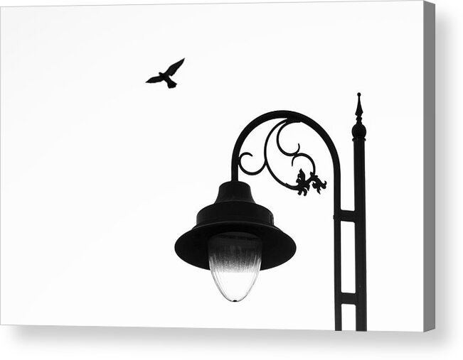 Flying Dove Acrylic Print featuring the photograph Bird and Street Lamp in Black and White by Prakash Ghai