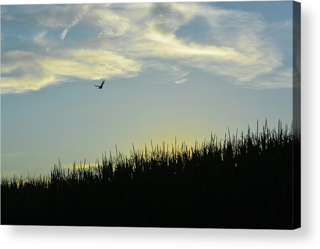 Bird Acrylic Print featuring the photograph Between Sky and Earth by Tana Reiff