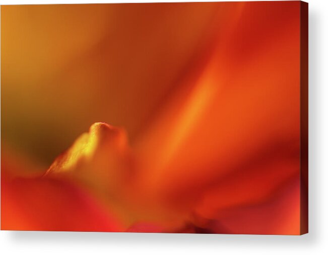 Flower Acrylic Print featuring the photograph Bird in a Mum by Bob Cournoyer