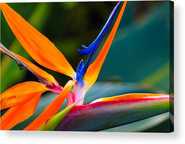 Floral Acrylic Print featuring the photograph Bird of Paradise by Jade Moon