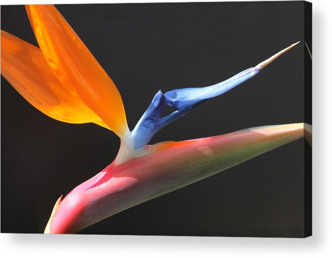 Flower Acrylic Print featuring the photograph Bird of Paradise by Tammy Pool
