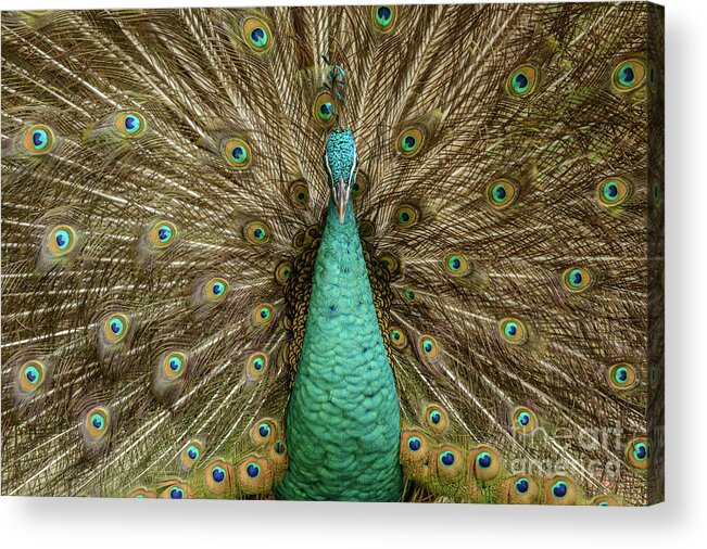 Bird Acrylic Print featuring the photograph Peacock by Werner Padarin