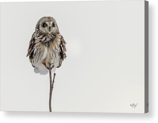 Owl Acrylic Print featuring the photograph Bird On A Stick by Everet Regal