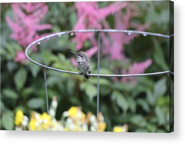 Humming Acrylic Print featuring the photograph Bird On A Wire by Trent Mallett