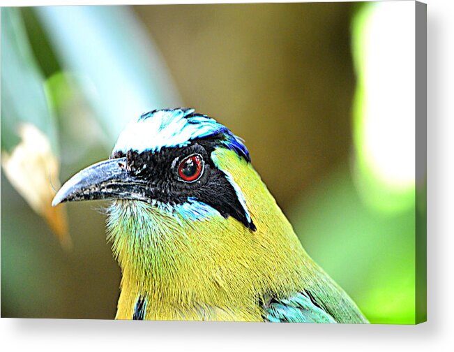 Bird Watching Acrylic Print featuring the photograph Bird Watching by Ally White