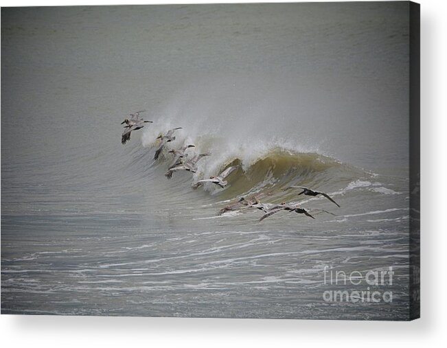 Birds Acrylic Print featuring the photograph Outer Banks OBX #13 by Buddy Morrison