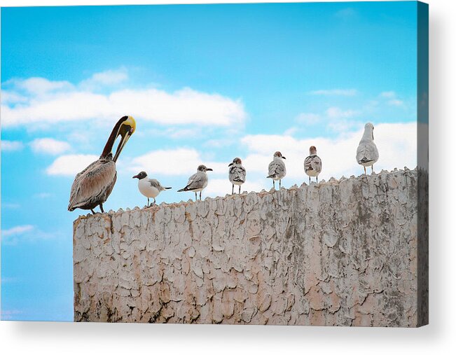 Bonnie Follett Acrylic Print featuring the photograph Birds Catching Up on News by Bonnie Follett