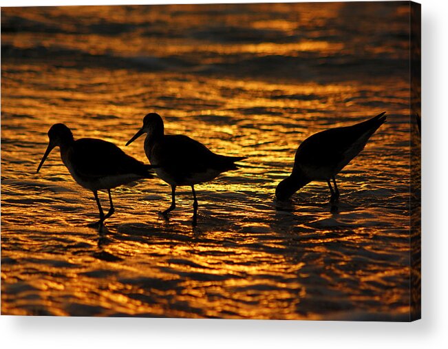 Fort Myers Acrylic Print featuring the photograph Birds in the Surf by Daniel Woodrum