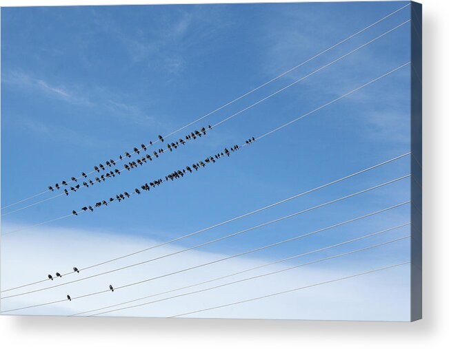 Birds Acrylic Print featuring the photograph Birds on Wires by Ric Bascobert