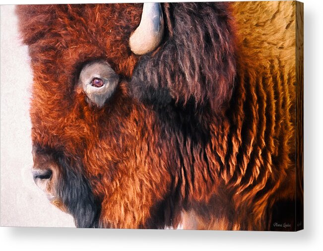 Bison Acrylic Print featuring the photograph Bison by Anna Louise