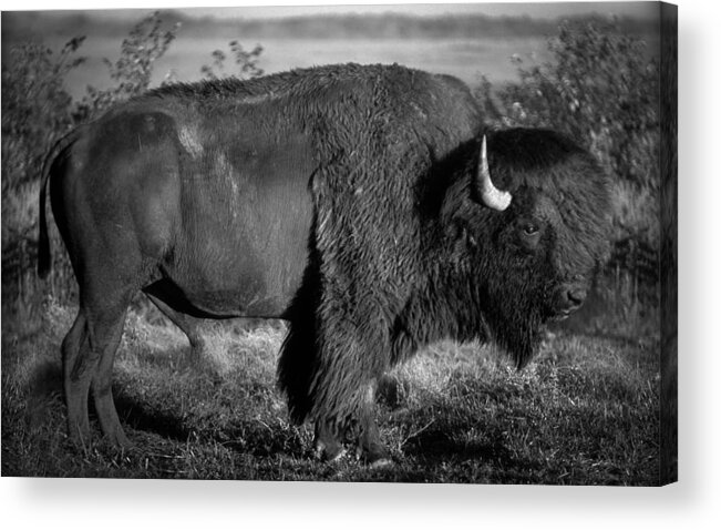 Bison Acrylic Print featuring the photograph Bison bull by Jeff Phillippi