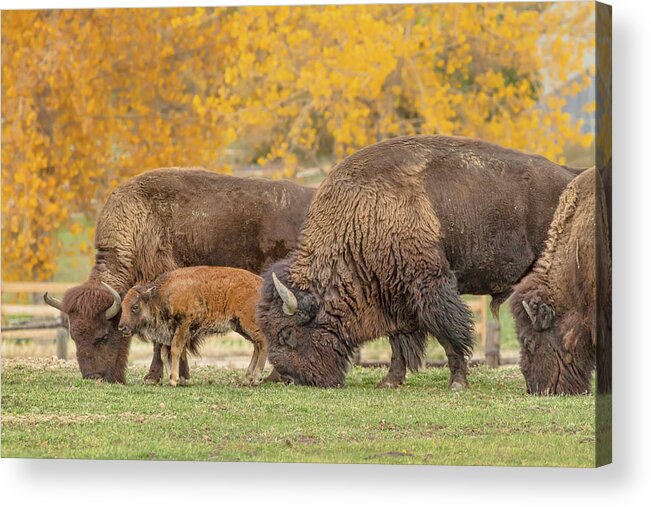 Bison Acrylic Print featuring the photograph Bison Family Nation by James BO Insogna