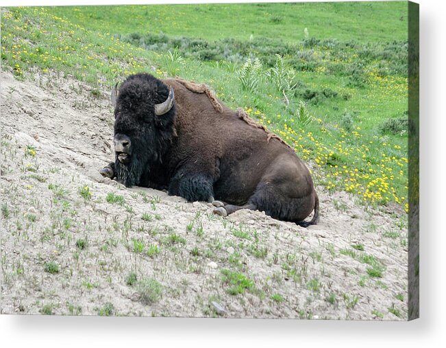 Bison Acrylic Print featuring the photograph Bison on a Meadow by Aashish Vaidya