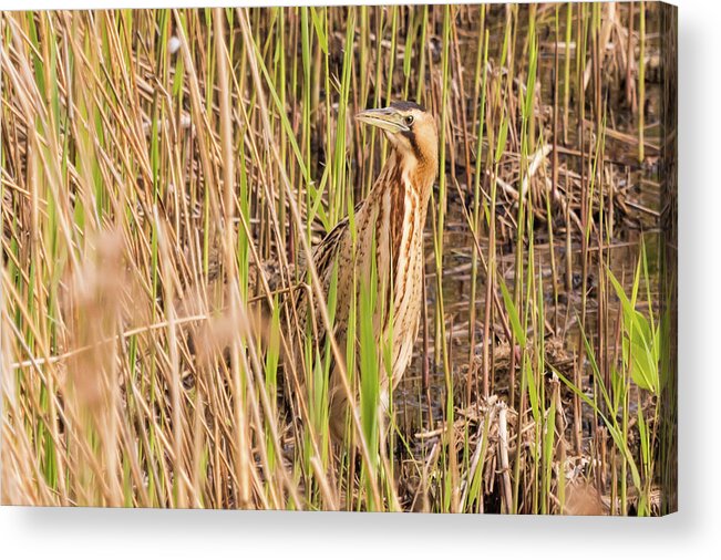 Nature Acrylic Print featuring the photograph Bittern in the Reeds by Wendy Cooper