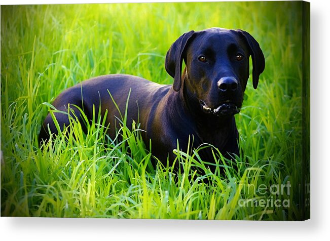 Black Dog Acrylic Print featuring the photograph Black and Green by Clare Bevan