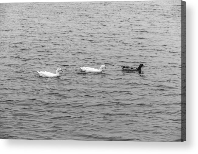 Black And White Acrylic Print featuring the photograph Black and White 11 by Jimmy McDonald