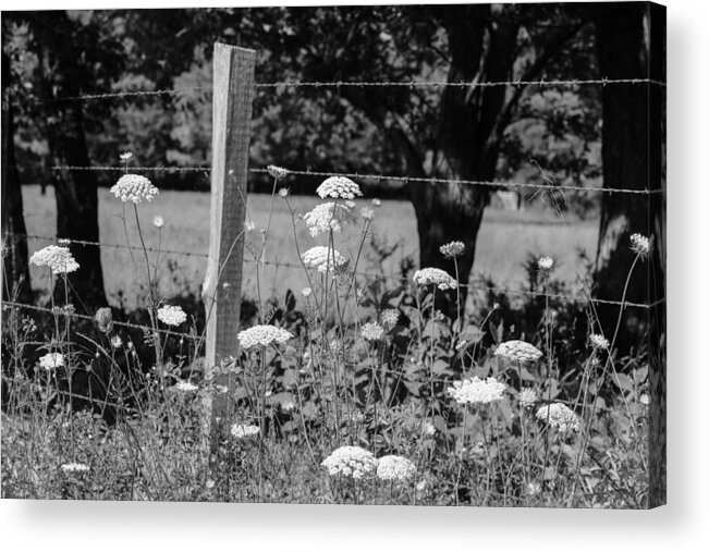 Black And White Acrylic Print featuring the photograph Black and White 28 by Jimmy McDonald