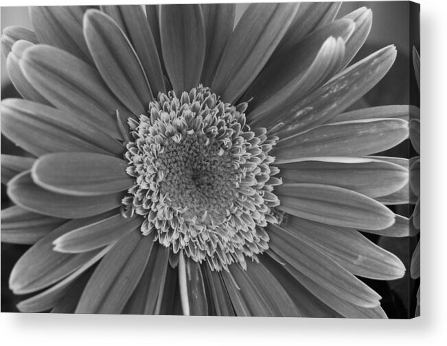 Flower Acrylic Print featuring the photograph Black and White Gerber Daisy 4 by Amy Fose