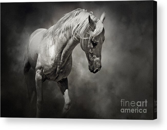 Horse Acrylic Print featuring the photograph Black and White Horse - Equestrian art poster by Dimitar Hristov