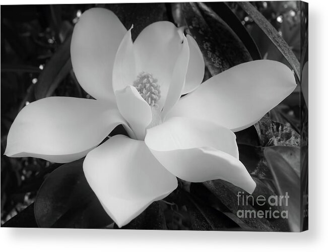 Magnolia Acrylic Print featuring the photograph Black and White Magnolia Blossom by D Hackett