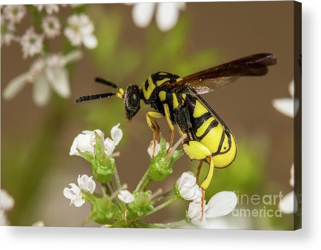 2018 Acrylic Print featuring the photograph Black and yellow on Coriander by Shawn Jeffries