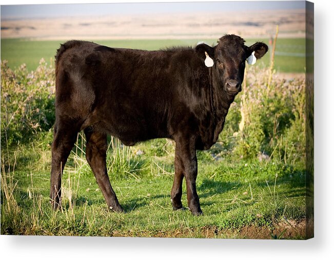 Cattle Acrylic Print featuring the photograph Black Angus Calf in Green Grassy Pasture by Cindy Singleton