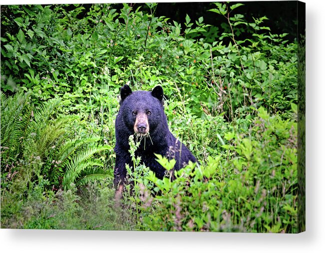 Bears Acrylic Print featuring the photograph Black Bear Eating His Veggies by Peggy Collins