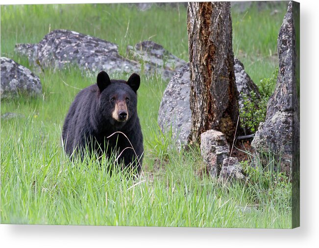 Mark Miller Photos Acrylic Print featuring the photograph Black Bear in green grassy Meadow at attention looking forward by Mark Miller
