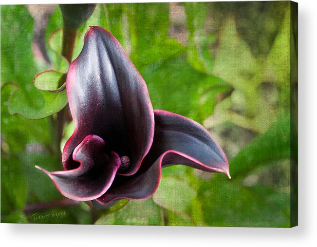 Black Calla Lily Acrylic Print featuring the photograph Black Beauty by Terri Harper