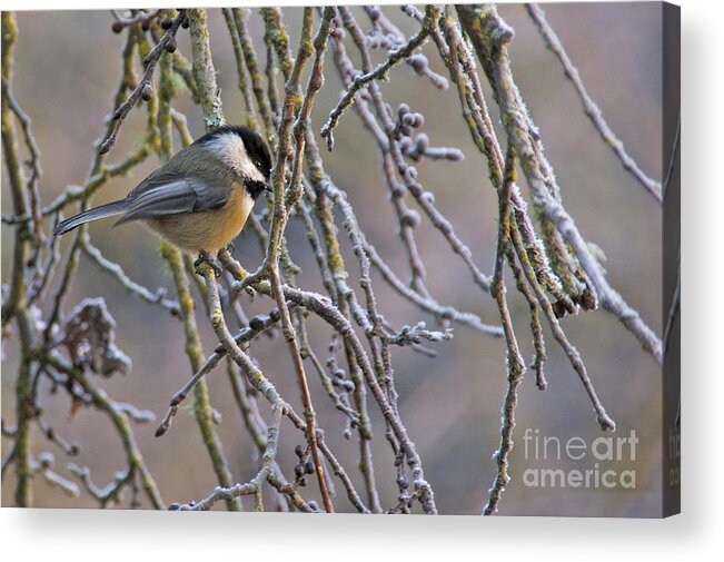 Photography Acrylic Print featuring the photograph Black-Capped Chickadee by Sean Griffin