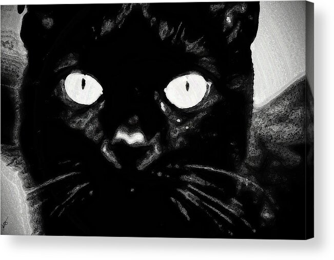 Black Cat Acrylic Print featuring the photograph Black Cat by Gina O'Brien