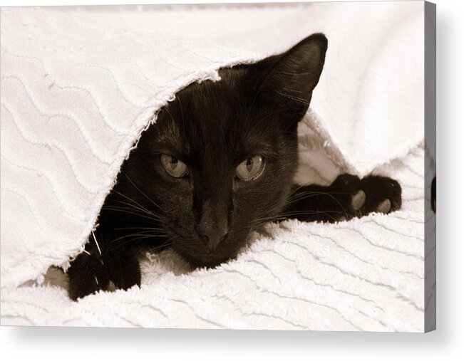 Horizontal Photograph Acrylic Print featuring the photograph Black Cat in Chenille by Valerie Collins