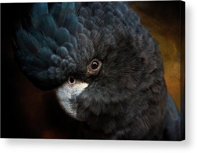 Black Cockatoo Acrylic Print featuring the photograph Black Cockatoo by Diana Andersen