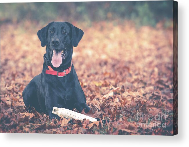 Etriever Acrylic Print featuring the photograph Black Labrador in the Fall Leaves by Eleanor Abramson