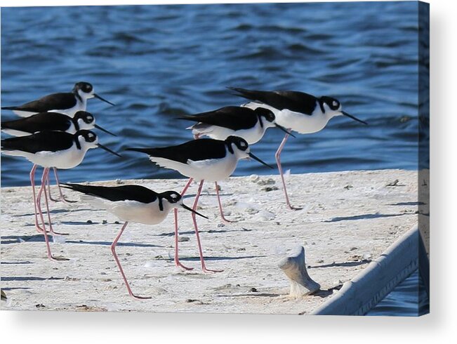 Black Acrylic Print featuring the photograph Black-Necked Stilts by Christy Pooschke