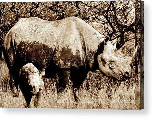 Rhinoceros Acrylic Print featuring the photograph Black Rhino and youngster by Baggieoldboy