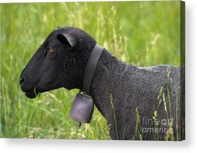 Sheep Acrylic Print featuring the photograph Black sheep by Mats Silvan