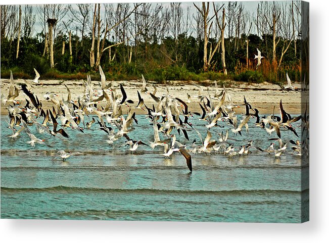 Black Skimmers And Royal Terns Diving Together Acrylic Print featuring the photograph Black Skimmers and Royal Terns on Bonita Beach by Ginger Wakem