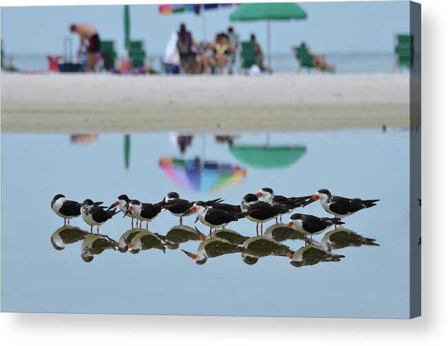 Bird Acrylic Print featuring the photograph Black Skimmers Enjoying the Beach by Artful Imagery