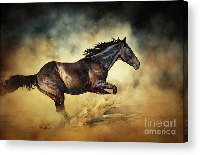 Horse Acrylic Print featuring the photograph Black Stallion horse Galloping like a devil by Dimitar Hristov