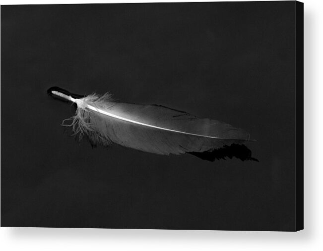 Feather Acrylic Print featuring the photograph Black Vulture's Feather Floating on Water by John Harmon