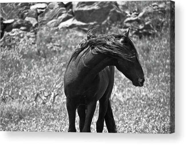 Horses Acrylic Print featuring the photograph Black Wild Mustang by Waterdancer