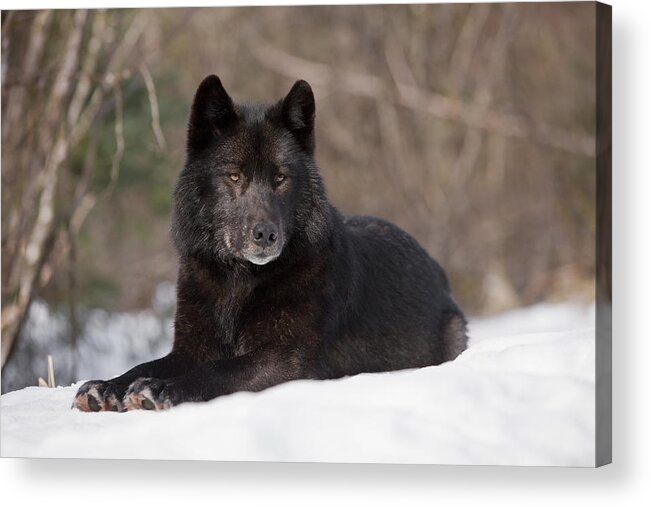 Adult Acrylic Print featuring the photograph Black Wolf by John Hyde - Printscapes