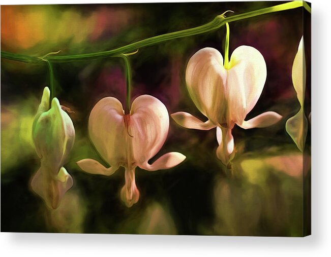 Bleeding Hearts Acrylic Print featuring the painting Bleeding Hearts in My Secret Garden by Peggy Collins