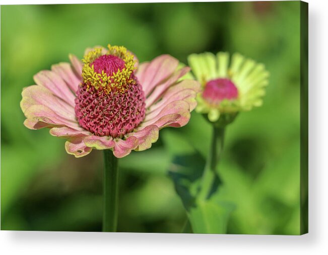 Summer Acrylic Print featuring the photograph Blemished Beauty by Mary Anne Delgado